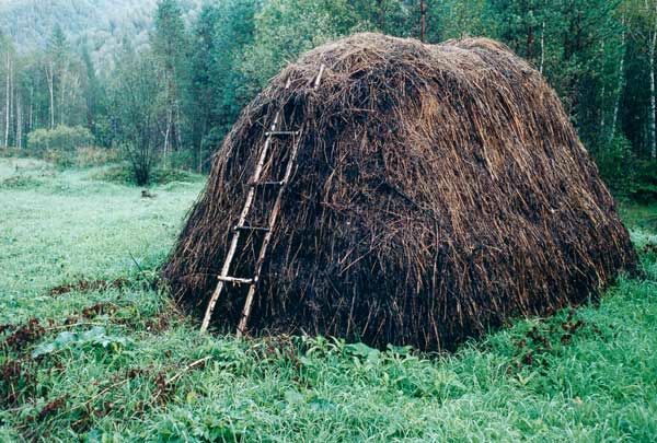 Самсон Сеногной